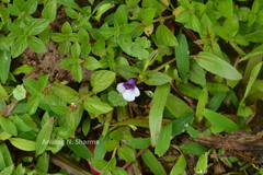 Torenia bicolor